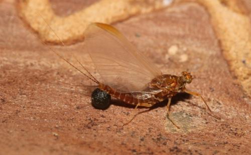 Serratella ignita